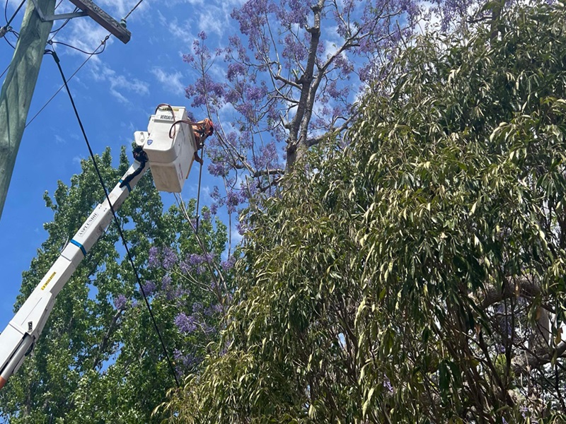 Sydney tree trimming