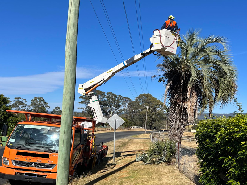 Tree trimming and removals Sydney
