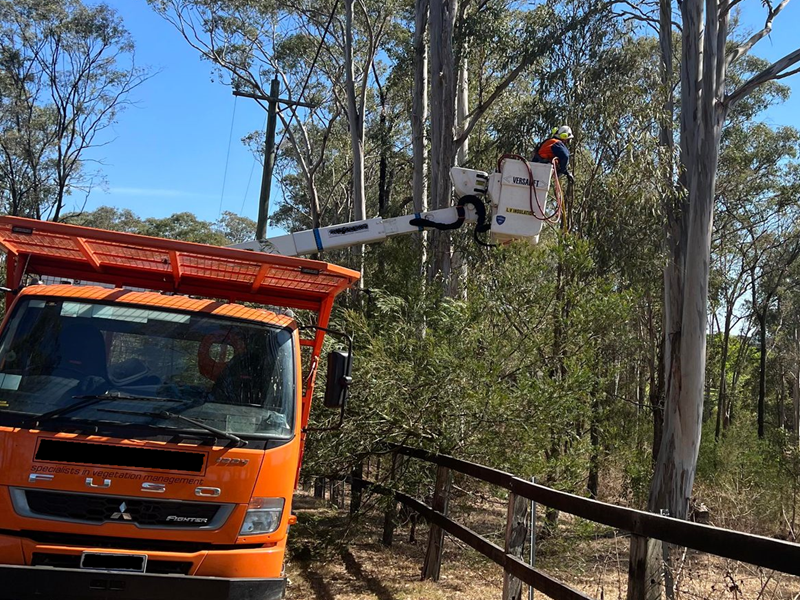 Tree trimming services Sydney