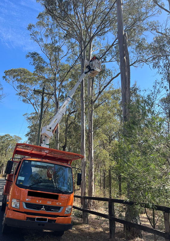 Tree trimming sydney