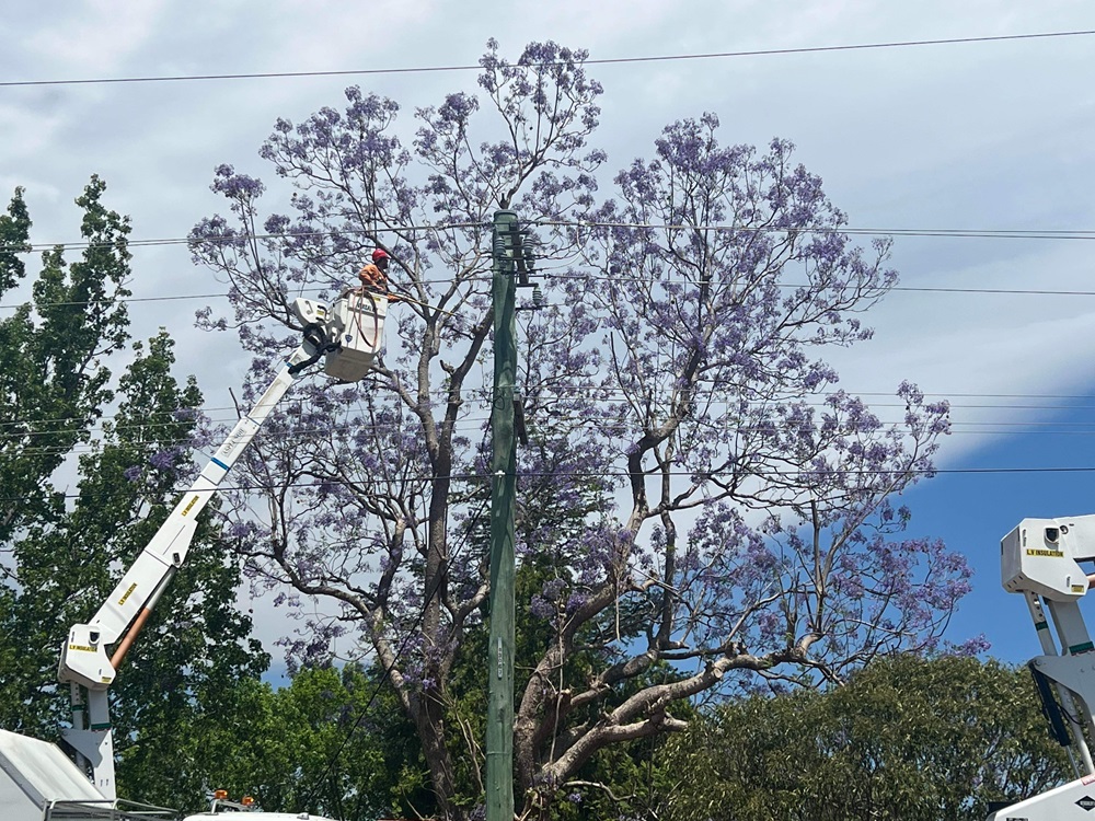 arborists Sydney