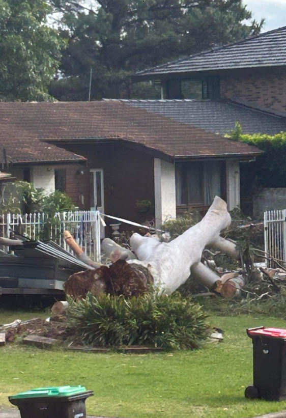 emergency tree services Sydney NSW
