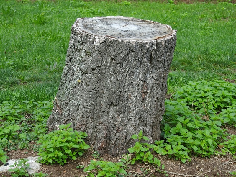 tree stump removal sydney