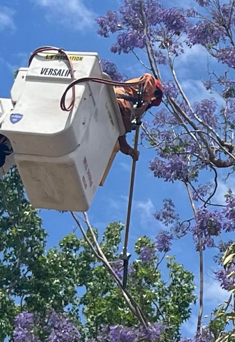 tree trimming Sydney